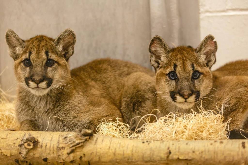 MN Zoo takes in orphaned puma kittens