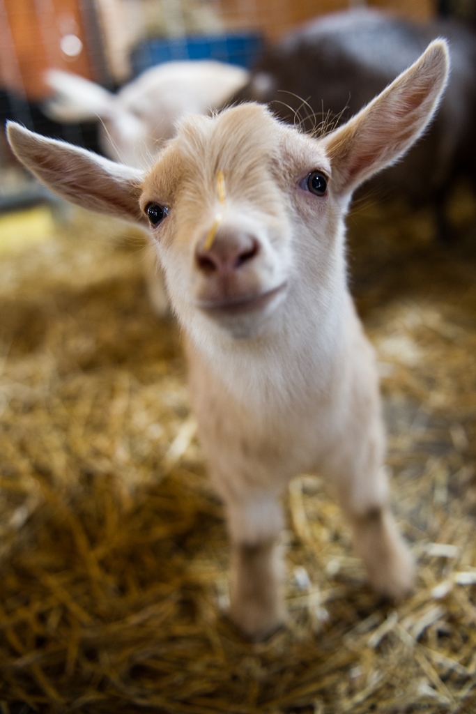 Minnesota Zoo Farm Babies 2024 - Darci Elonore